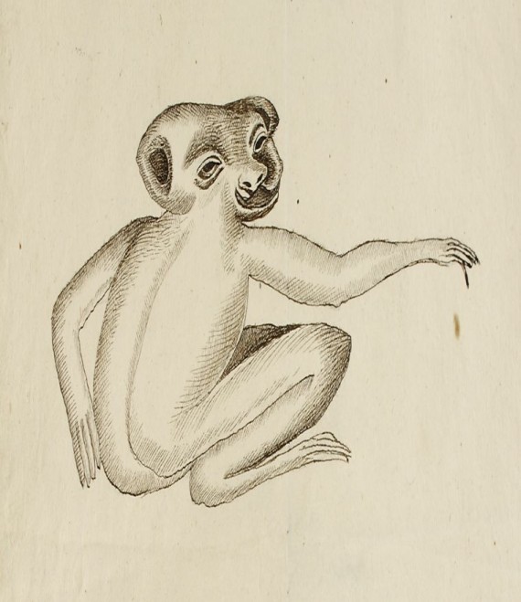 Zeichnung eines verzerrten Affen